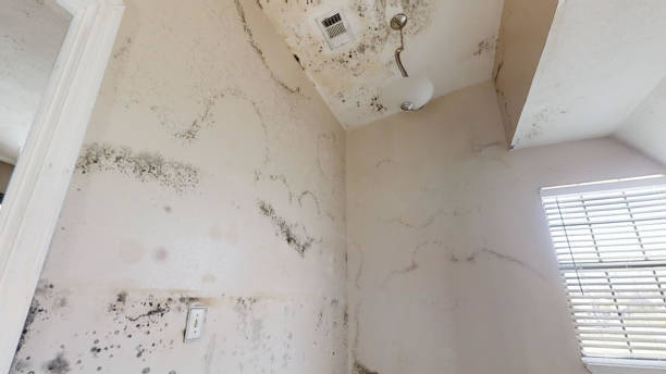 Best HVAC Mold Inspection and Cleaning  in Perry, GA