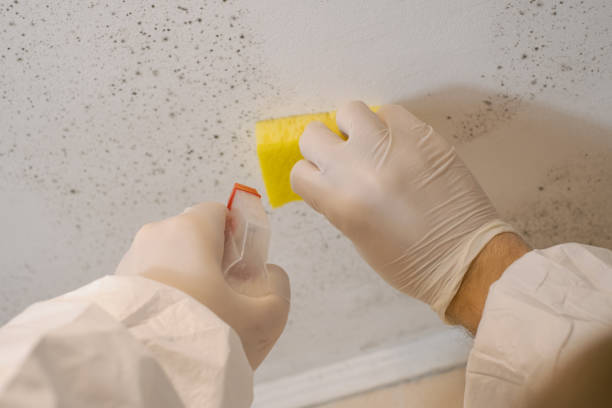 Best Mold Remediation for Healthcare Facilities  in Perry, GA