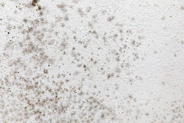 Best Mold Damage Restoration  in Perry, GA