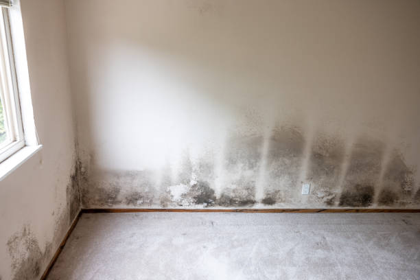 Best Asbestos and Lead Testing During Mold Inspection  in Perry, GA