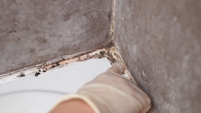 Best Mold Removal for HVAC Installations  in Perry, GA